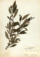 藏品(金石榴)的圖片